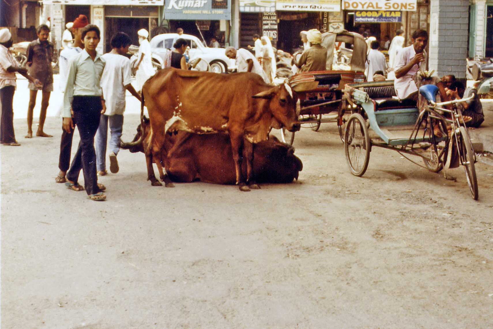 Holy cows in the street of Amritsar India