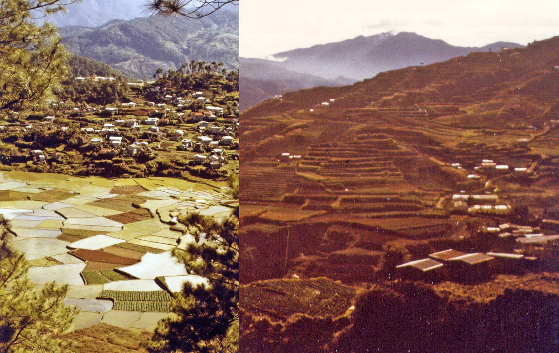 Rice terraces in Sagada
