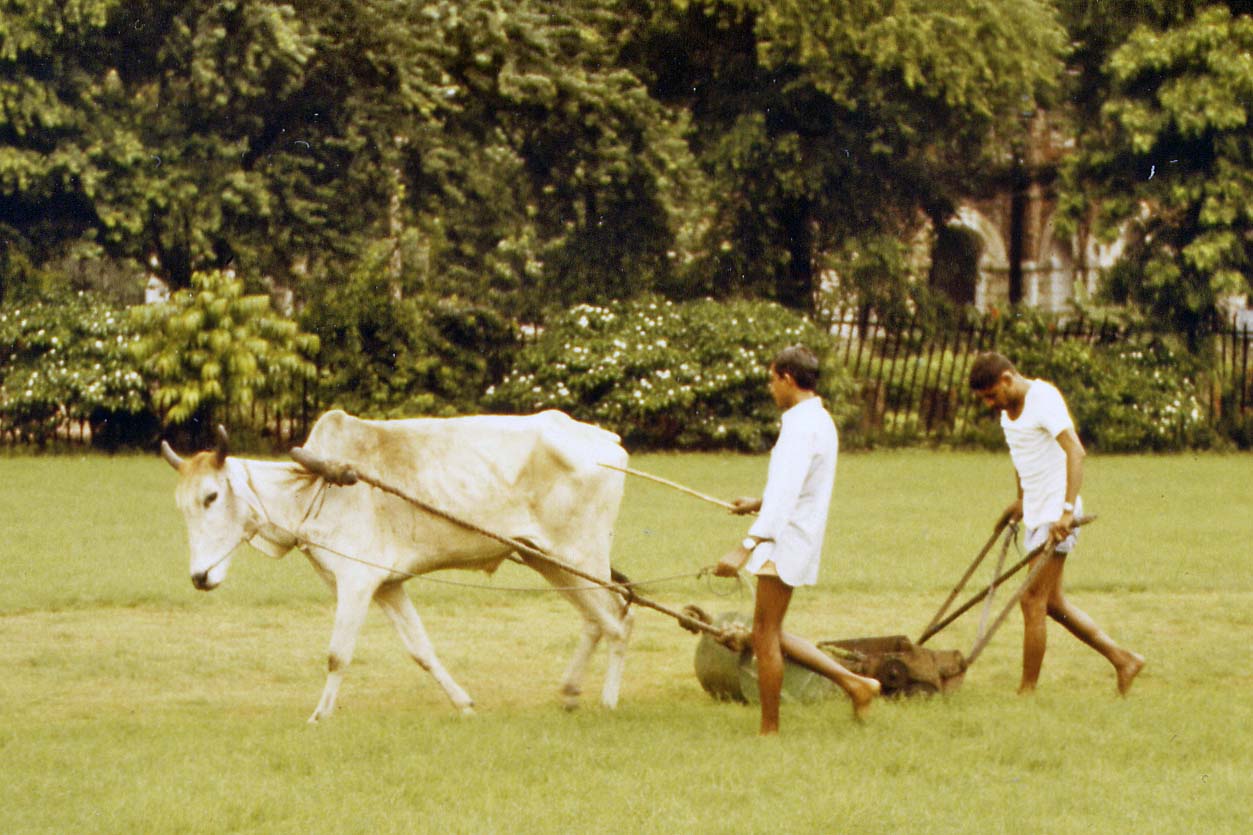 Lawnmower with cow in New Delhi