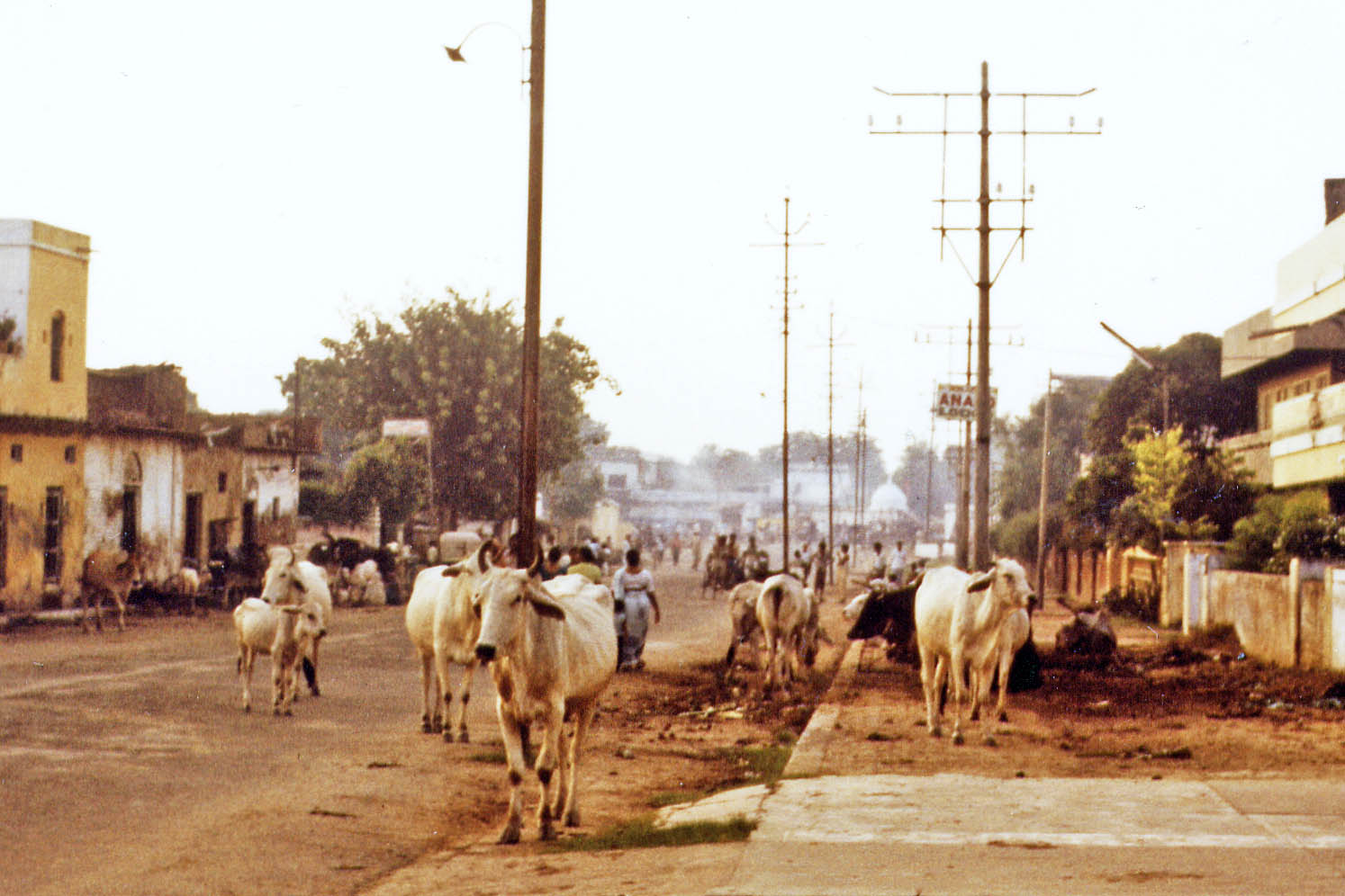 Agra, cows in the street