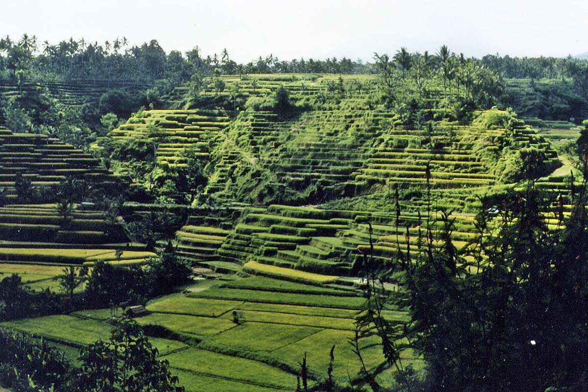 Bali rice terraces