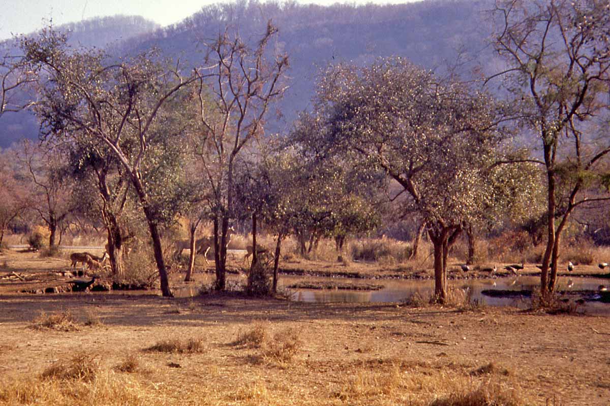 safari in India
