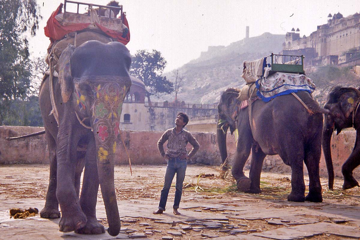 Fort Ajmer India elefants