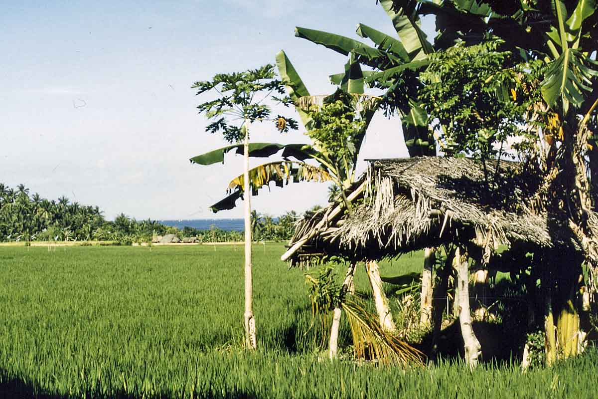 Rice fields on Bali