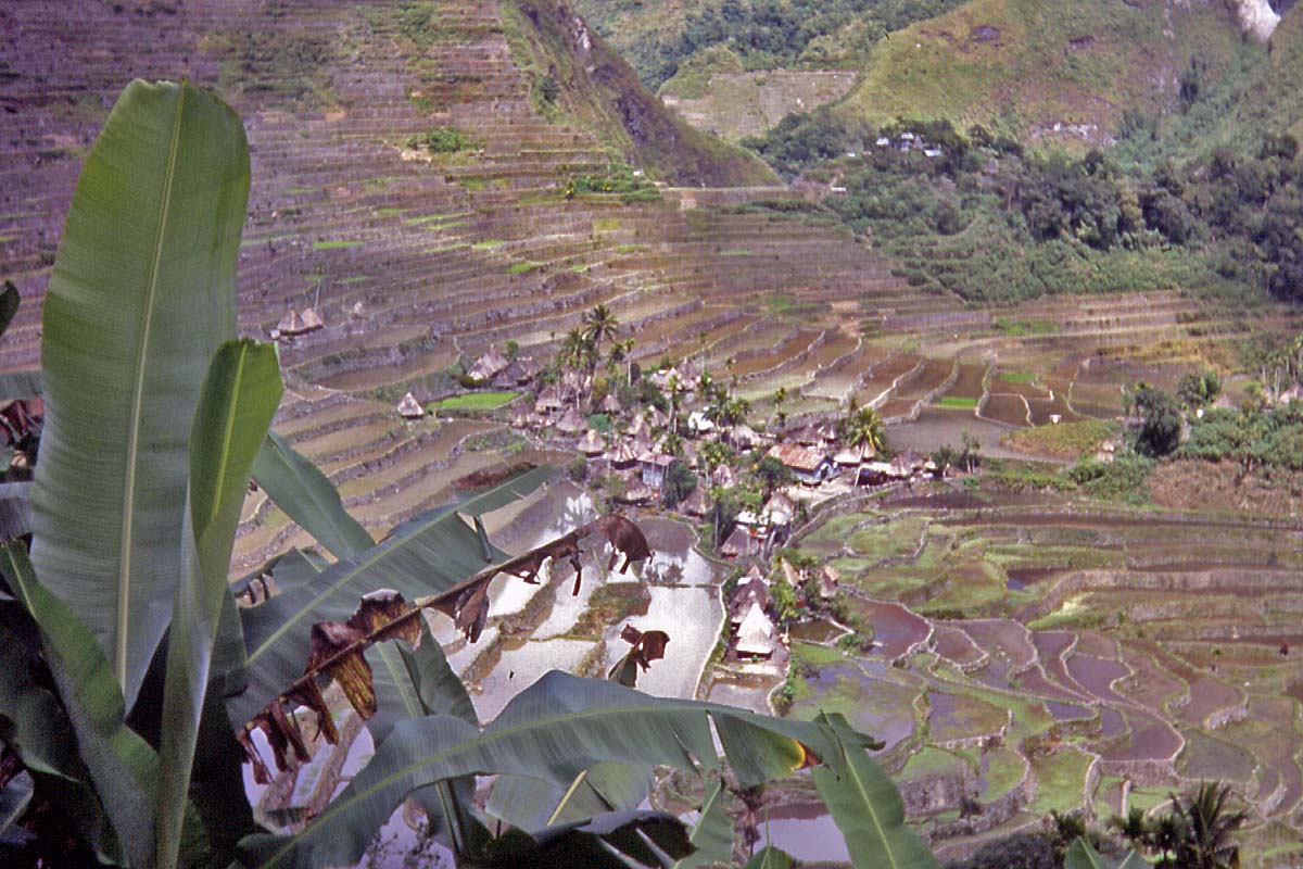 village in rice terraces banaue