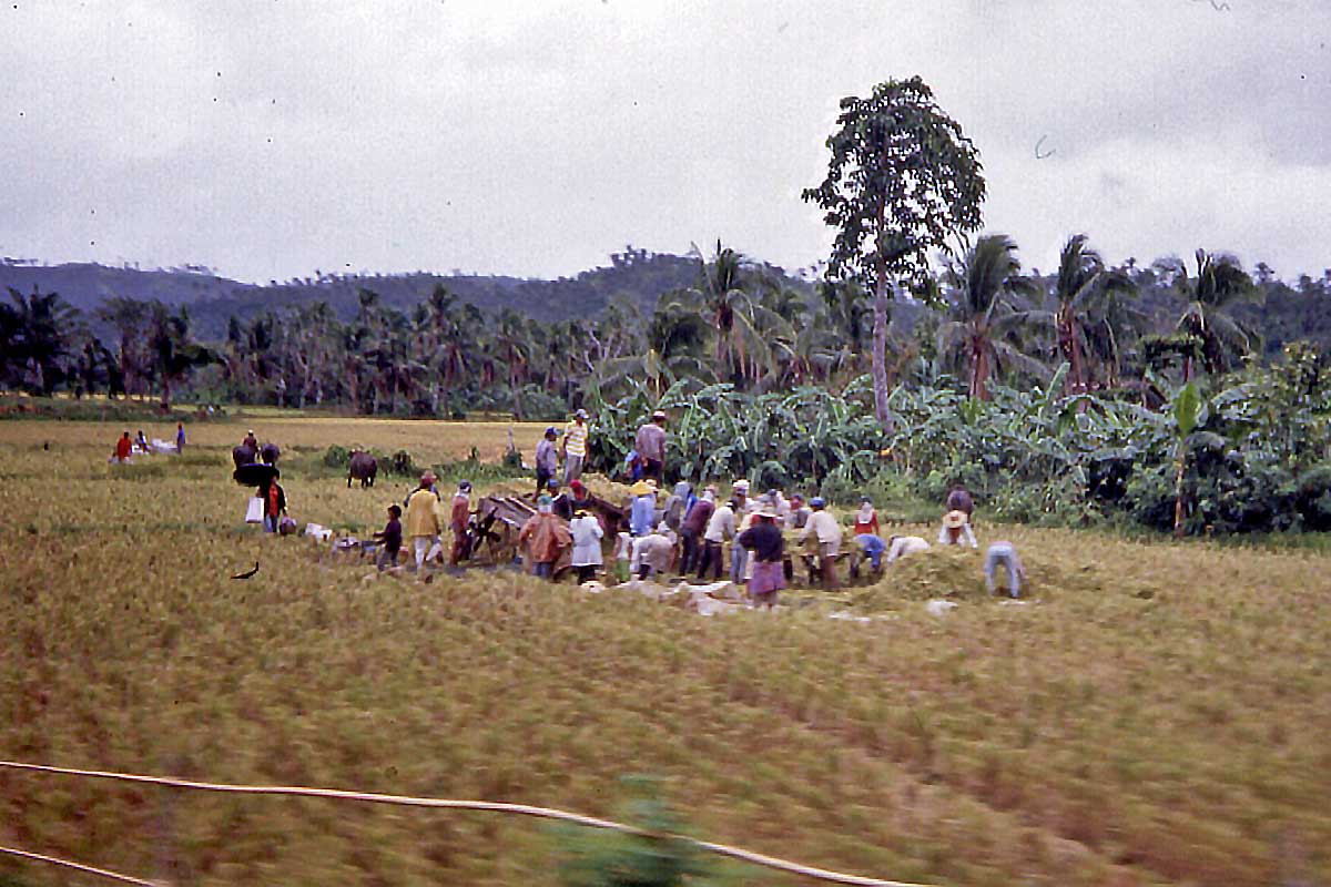 workers in the fields philippines