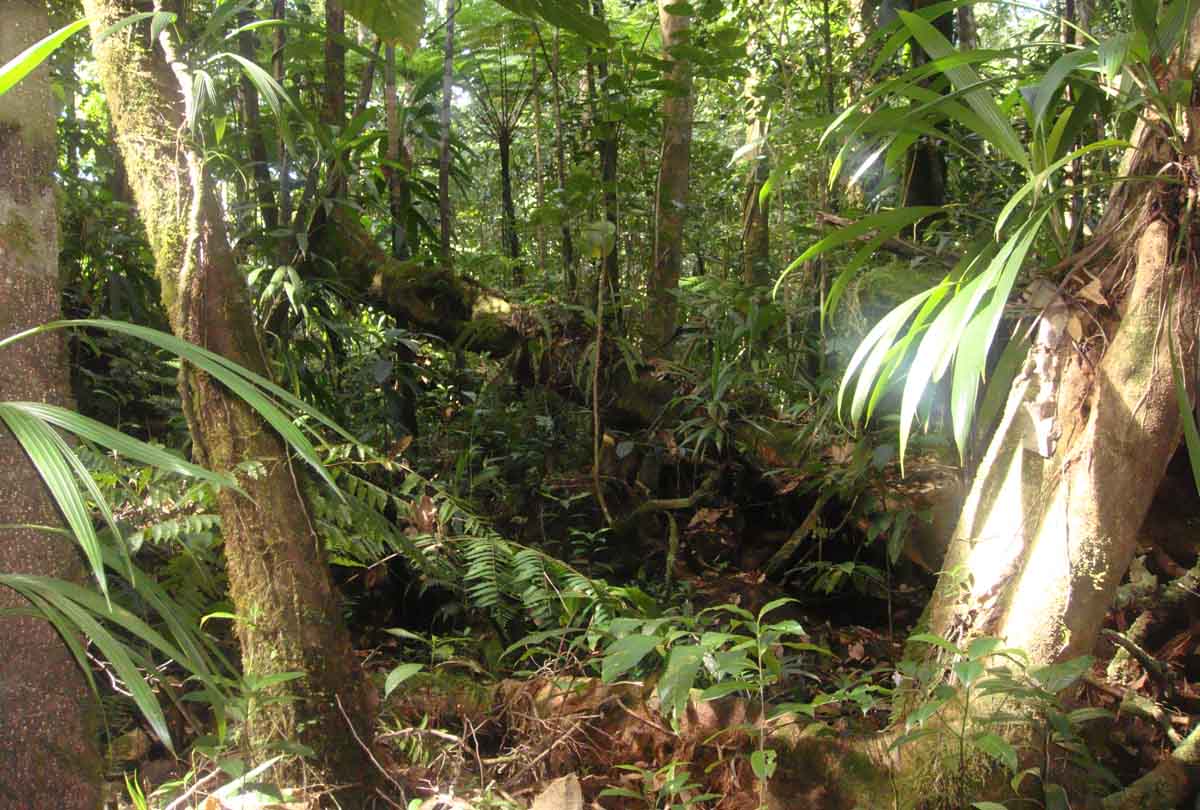 jungle on roseau, Dominica